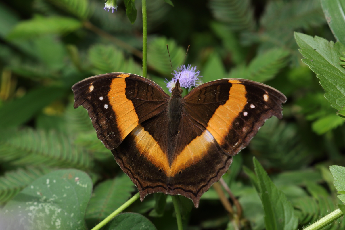 標本 Goliathus goliatus apicalis 65mm CONGO 標本 Goliathus