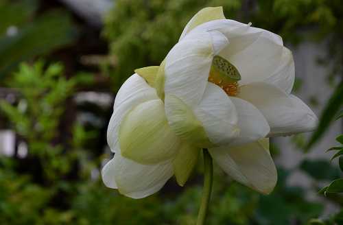 極楽寺　双頭蓮開花３日目⑤_c0229483_015196.jpg