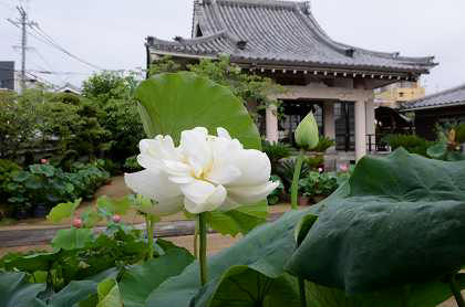 極楽寺　蓮の花「粉松球」⑥_c0229483_21555373.jpg