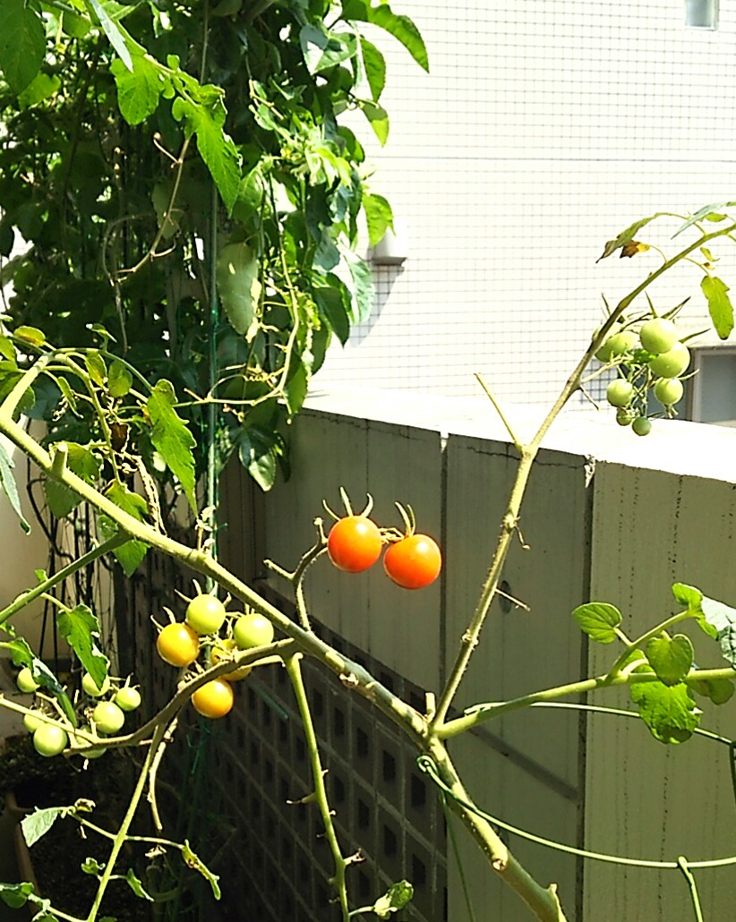 トマト収穫!!_f0218886_14215275.jpg