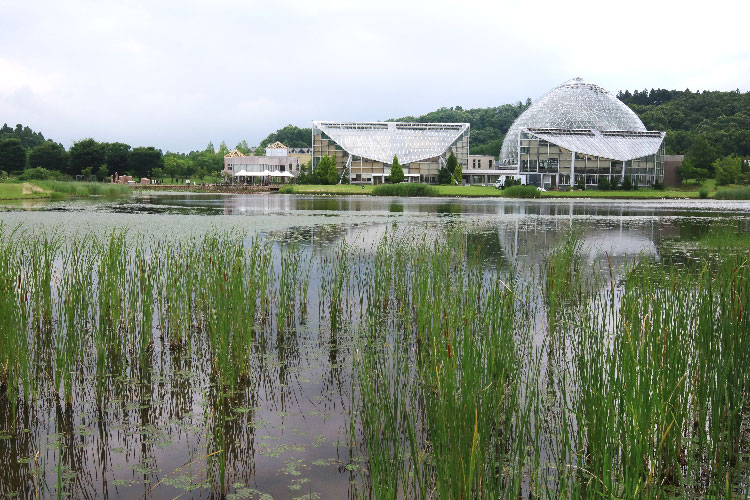 新潟県立植物園の池畔では睡蓮が見頃 親爺のお散歩写真日誌 In 新潟市