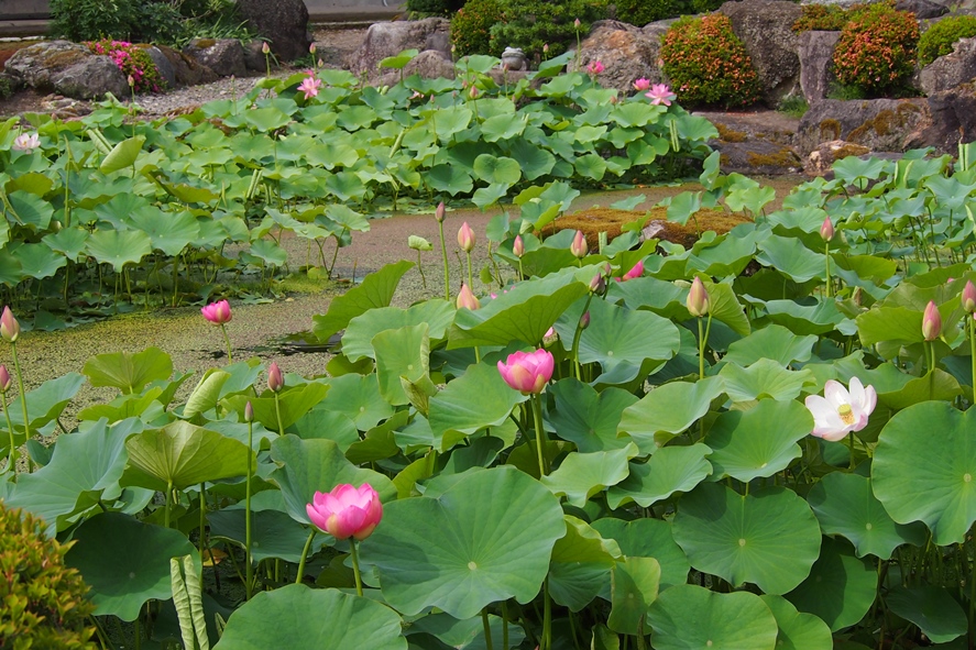 蓮寺　『龍興寺』_f0174989_11221770.jpg