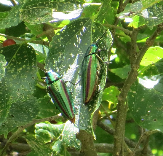 昆虫観察ウォーキング ~タマムシを見にいこう~_a0247891_10121713.jpg