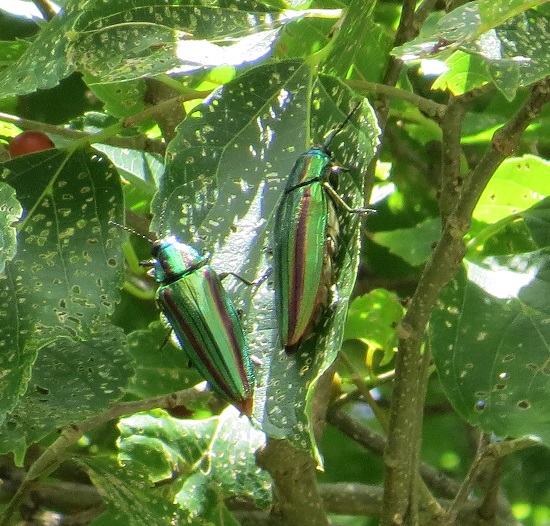 昆虫観察ウォーキング　～タマムシを見にいこう～_a0247891_10121713.jpg