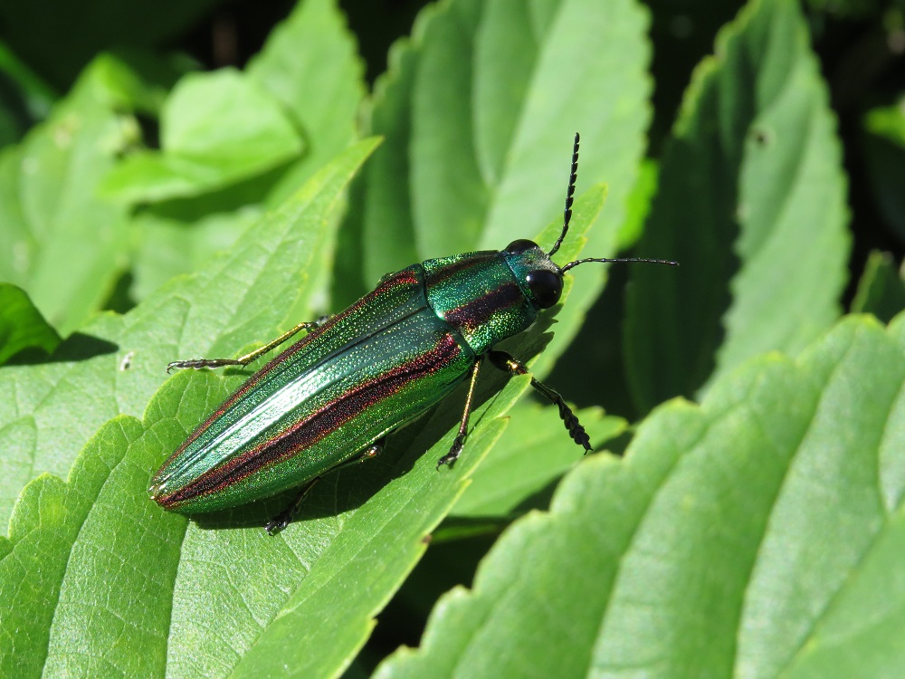 昆虫観察ウォーキング　～タマムシを見にいこう～_a0247891_1015271.jpg