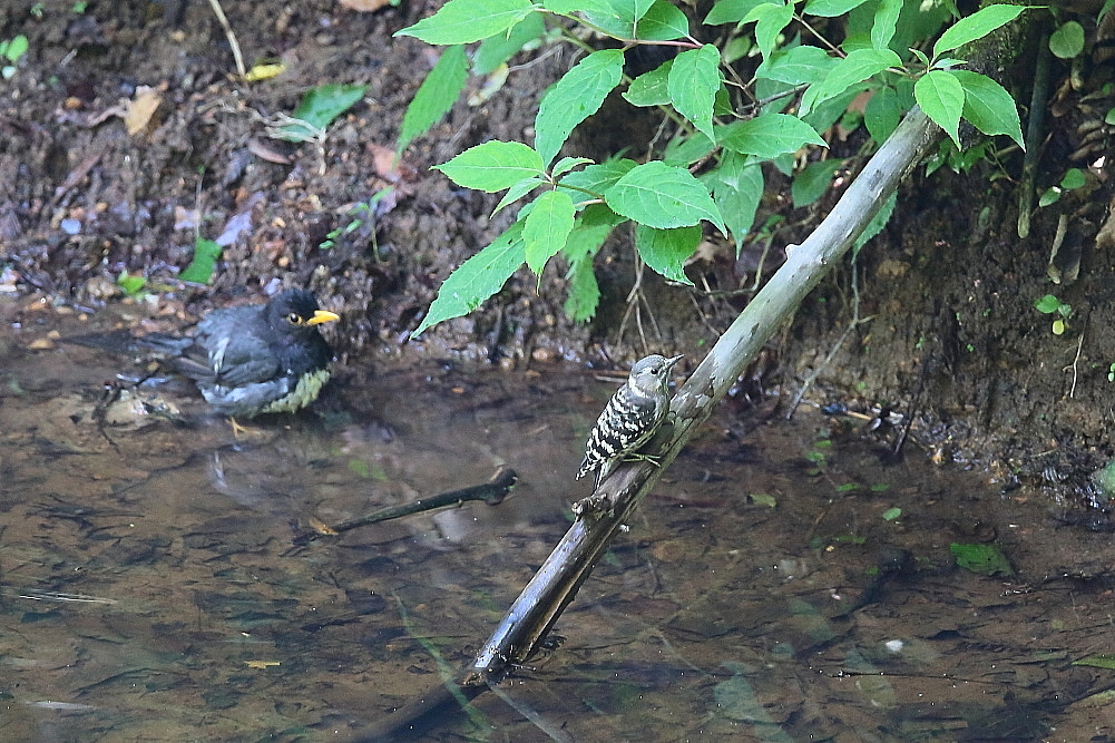 水場のクロツグミ_d0334291_19474313.jpg