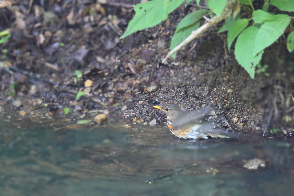 水場のクロツグミ_d0334291_19480301.jpg