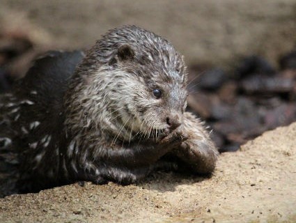 神戸どうぶつ王国　コツメカワウソペア_f0297893_12272435.jpg