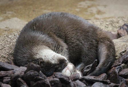 神戸どうぶつ王国　コツメカワウソペア_f0297893_12431143.jpg