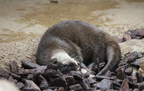 神戸どうぶつ王国　コツメカワウソペア_f0297893_12433185.jpg