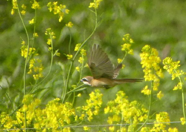 飛島の野鳥たち_c0059002_20132241.jpg