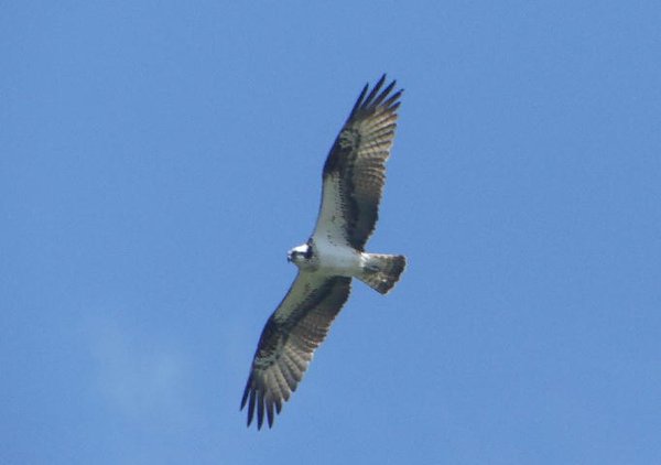 飛島の野鳥たち_c0059002_20164835.jpg