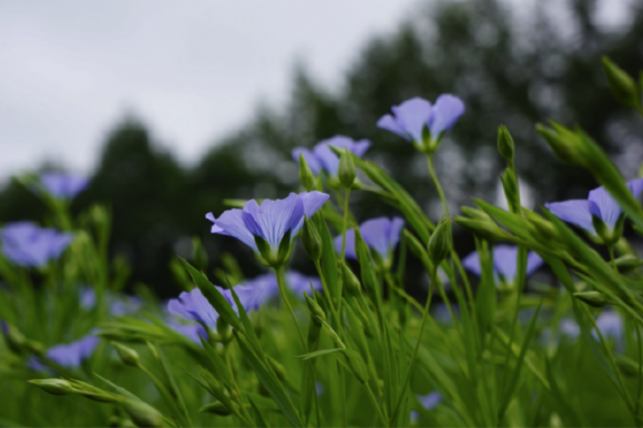 亜麻_c0223508_18034082.png