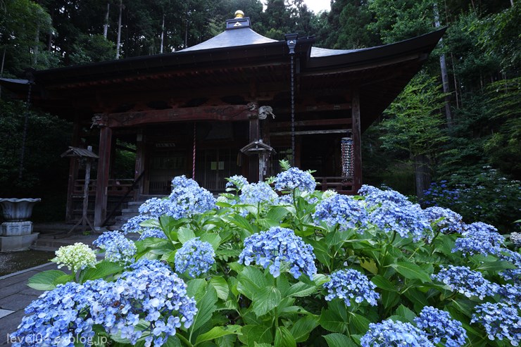 秩父札所30番 法雲寺 ～紫陽花～_d0319222_9211156.jpg