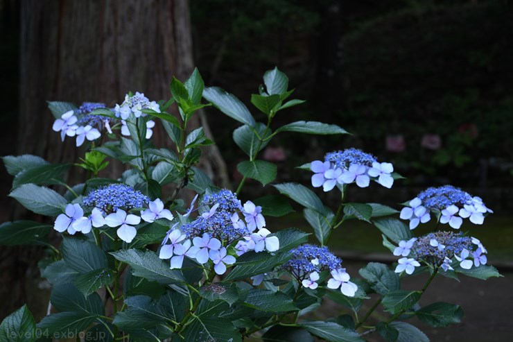 秩父札所30番 法雲寺 ～紫陽花～_d0319222_921819.jpg