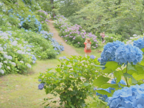 アジサイ:大仏公園(弘前市)*2016.07.11_b0147224_20444261.jpg