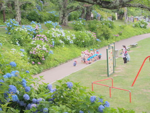 アジサイ:大仏公園(弘前市)*2016.07.11_b0147224_20482584.jpg