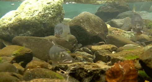 a0056140_1401439.gif