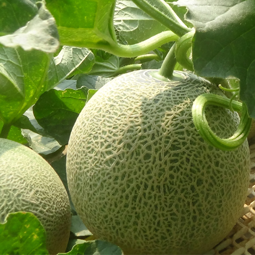 【夏ギフト】やっぱりメロン!_a0283448_12265494.jpg
