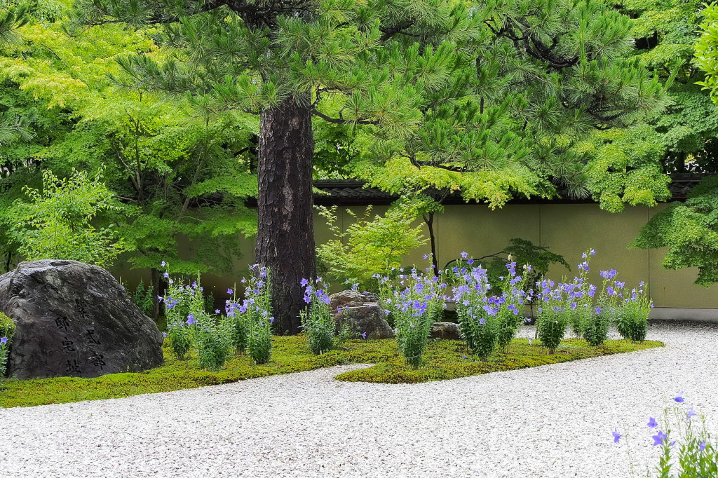 桔梗の寺（蘆山寺）_d0090161_9391995.jpg