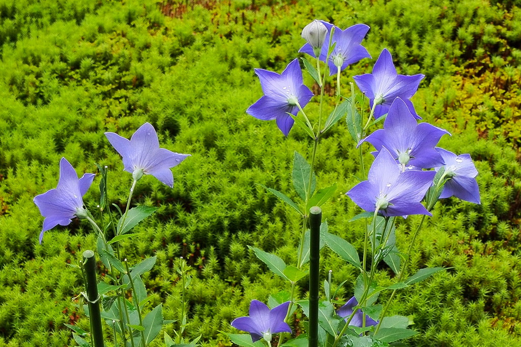 桔梗の寺（蘆山寺）_d0090161_939633.jpg