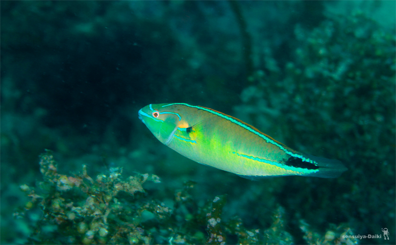 クジャクベラ♂ ☆みなべ・田辺_e0158261_5542423.jpg