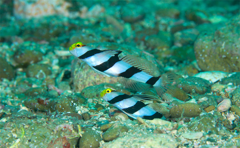 クジャクベラ♂ ☆みなべ・田辺_e0158261_5542895.jpg