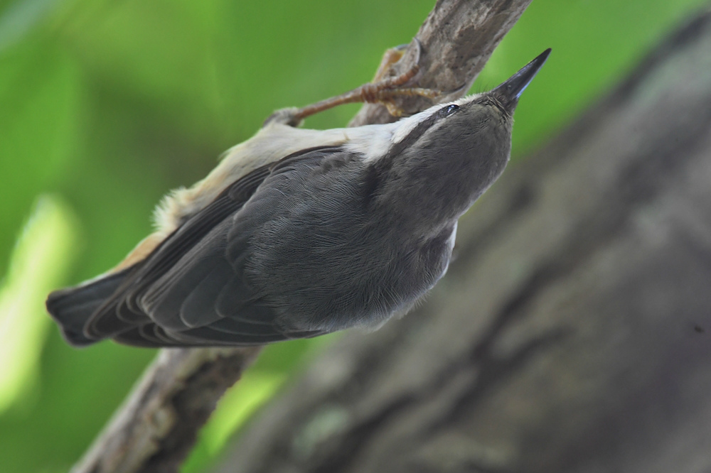 ゴジュウカラ_f0053272_1124725.jpg