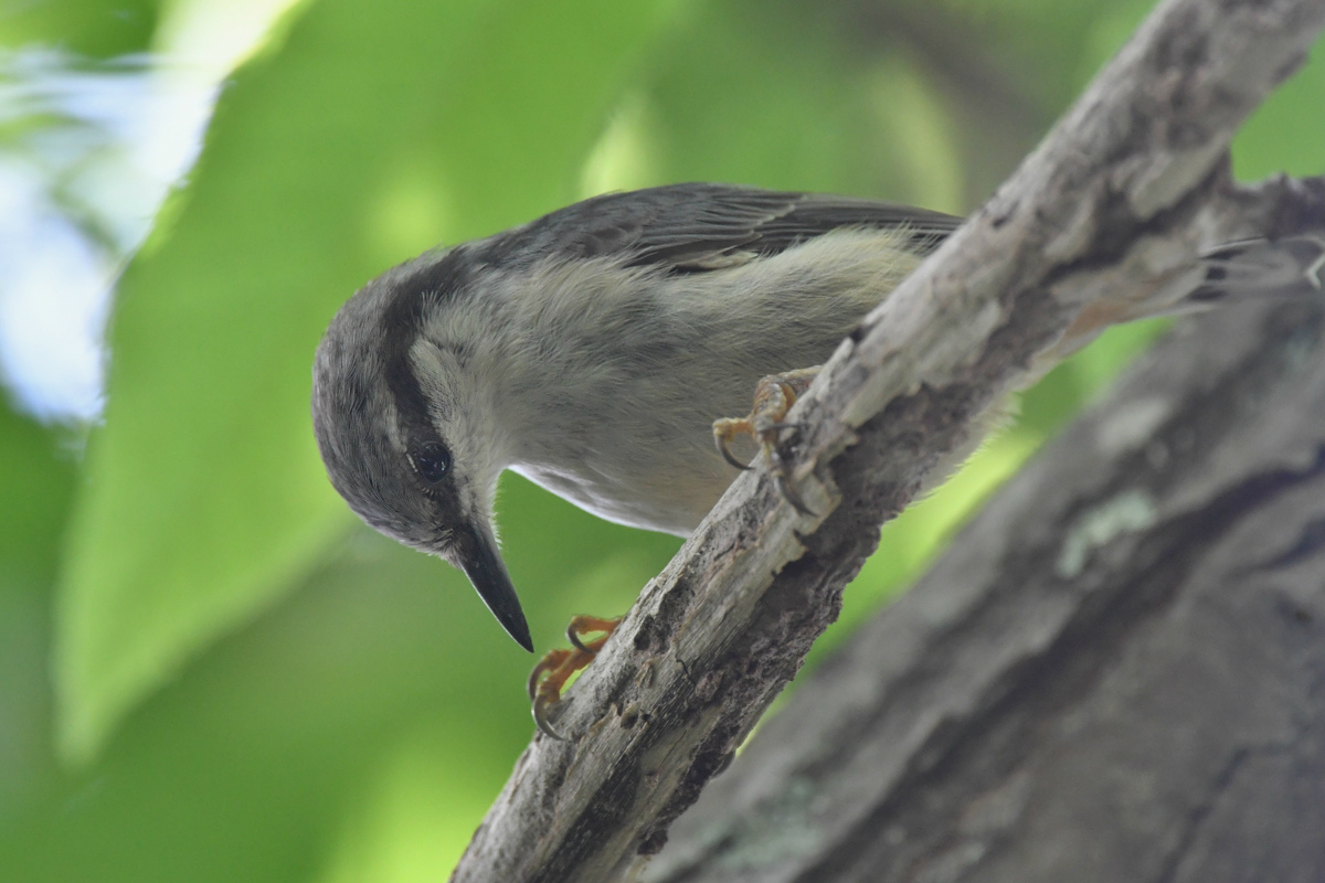 ゴジュウカラ_f0053272_1172355.jpg