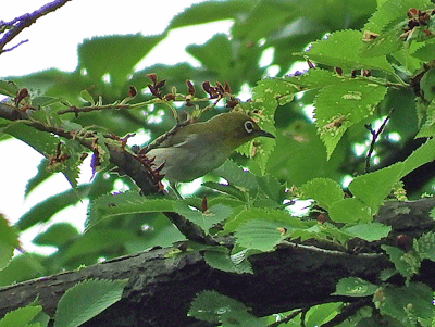 県民の森野鳥クラブ　～ぶらり野鳥散策の旅～_f0140773_13104927.gif