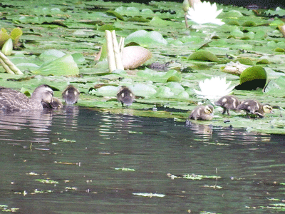 県民の森野鳥クラブ　～ぶらり野鳥散策の旅～_f0140773_1311326.gif