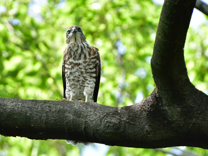 ツミ（雀鷹）/Japanese lesser sparrowhawk_f0365975_22251324.jpg