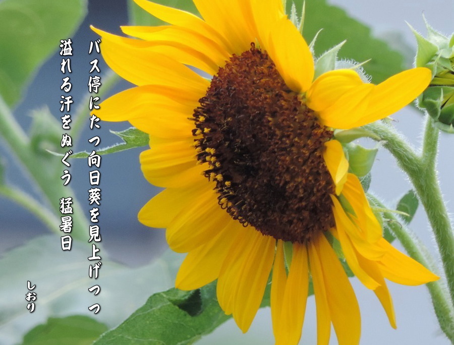 向日葵_c0187781_23242062.jpg