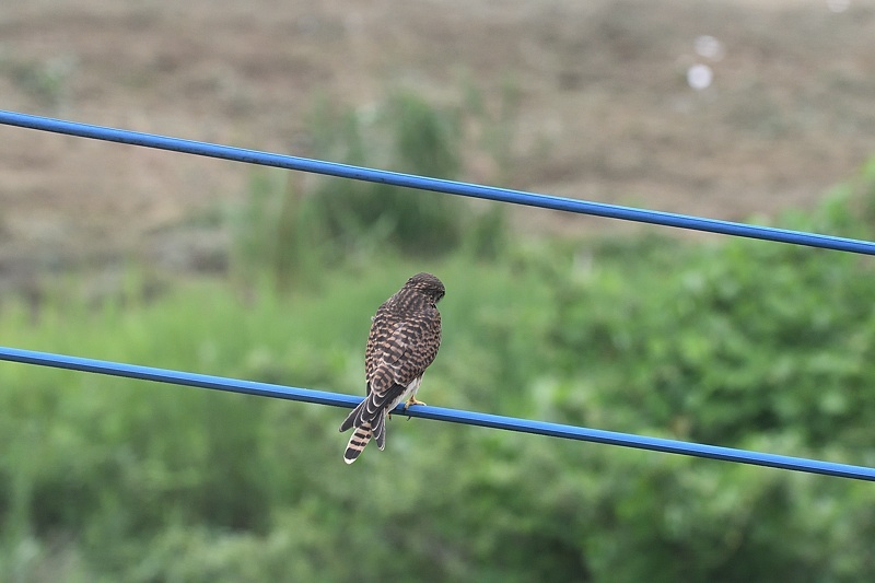 小畔川便り（ジャコウアゲハの産卵:2016/7/7.8）_f0031682_05483286.jpg