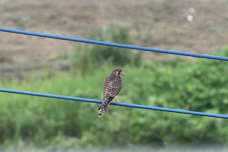 小畔川便り（ジャコウアゲハの産卵:2016/7/7.8）_f0031682_05483396.jpg