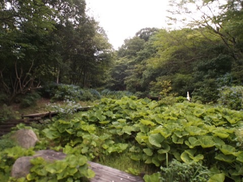 d0115985_09533441.jpeg
