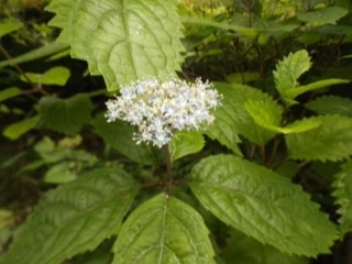 d0115985_09540005.jpeg