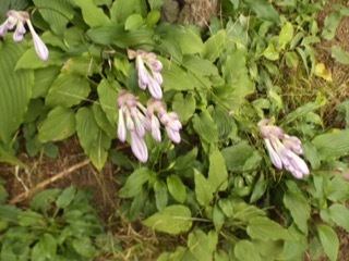 d0115985_09545673.jpeg