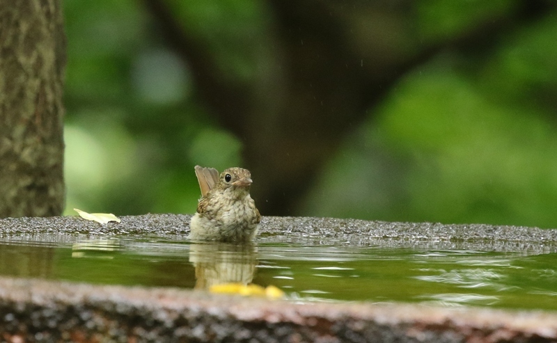 キビタキ幼鳥_e0259287_16392985.jpg