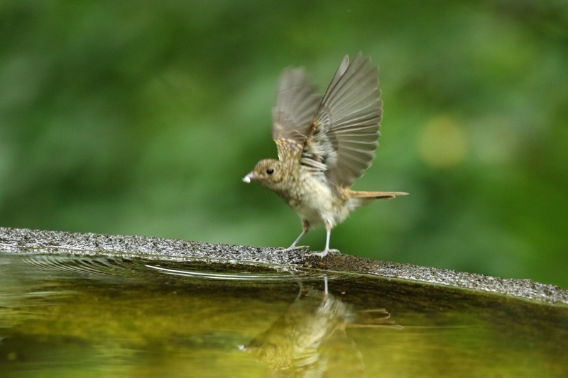 キビタキ幼鳥_e0259287_16395389.jpg