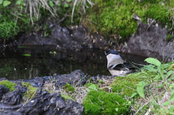 e0248688_1759245.gif