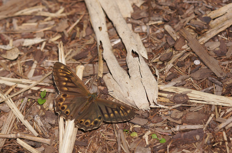 b0078795_85141.jpg