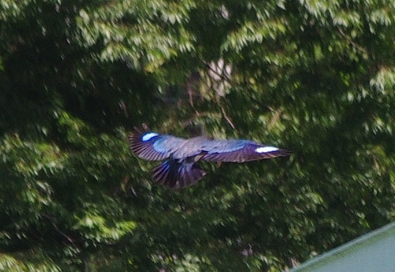 b0028598_19241578.jpg