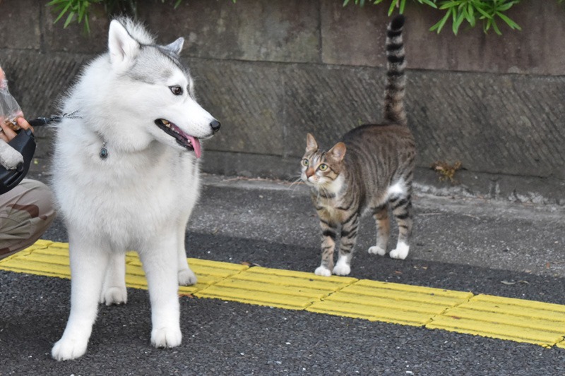 観察日記 (*^_^*)_c0049299_23172985.jpg