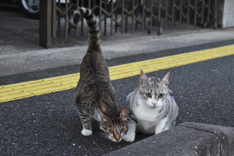 観察日記 (*^_^*)_c0049299_2319158.jpg