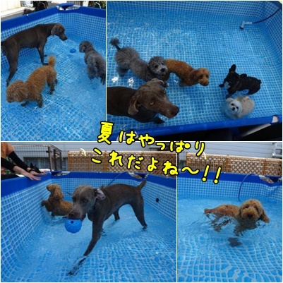 ひんやり、気持ちいい～★プール幼稚園_a0338800_13111170.jpg