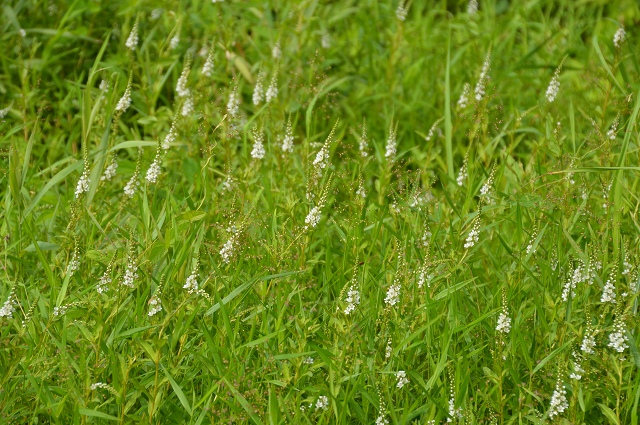 c0124100_21244178.jpg