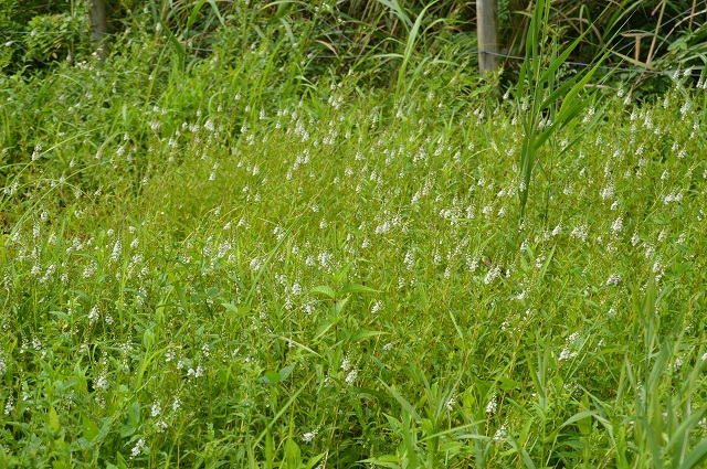c0124100_21245171.jpg