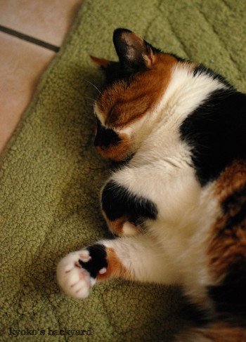 キッチンで行き倒れ?_b0253205_05433185.jpg