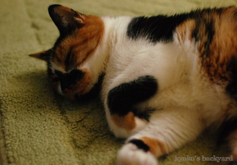 キッチンで行き倒れ?_b0253205_05434123.jpg
